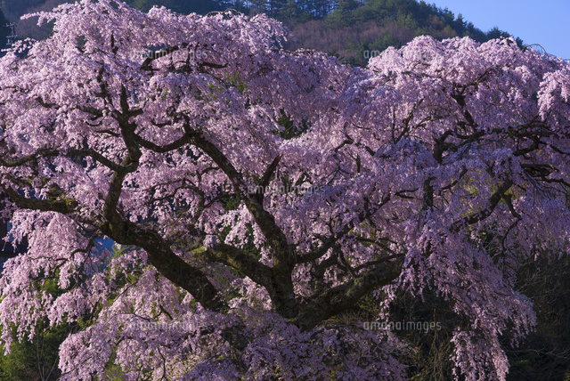 黒船桜
(c)YOSHITSUGU NISHIGAKI/SEBUN PHOTO