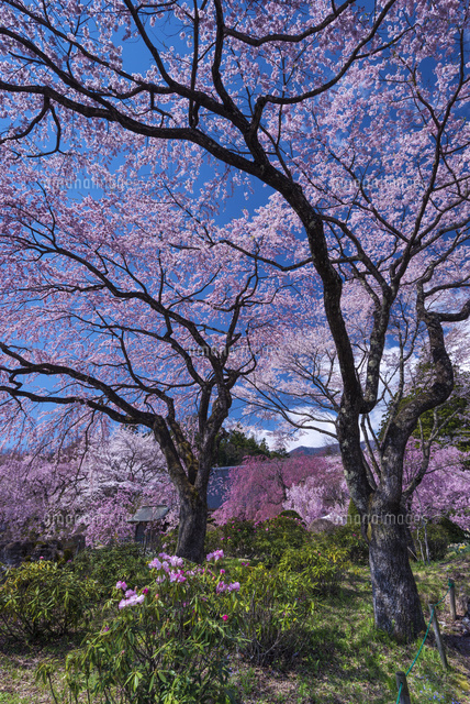 サクラ咲く光前寺
(c)YOSHITSUGU NISHIGAKI/SEBUN PHOTO