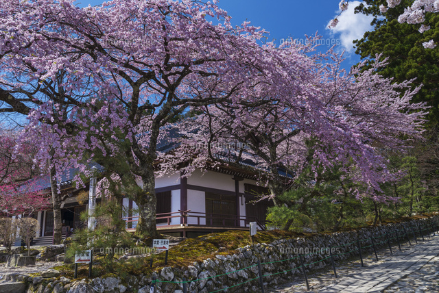 サクラ咲く光前寺
(c)YOSHITSUGU NISHIGAKI/SEBUN PHOTO