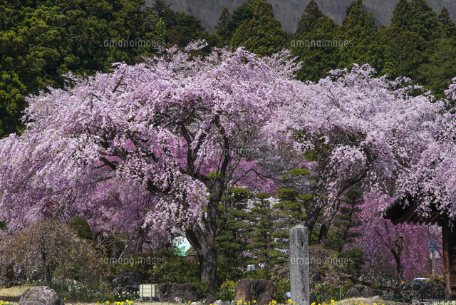 サクラ咲く光前寺
(c)YOSHITSUGU NISHIGAKI/SEBUN PHOTO