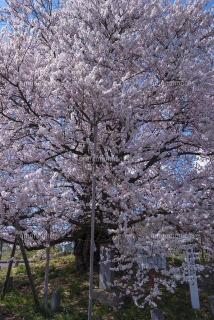 宇木のエドヒガン
(c)YOSHITSUGU NISHIGAKI/SEBUN PHOTO