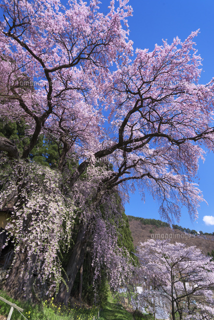 大日向観音堂のしだれ桜
(c)YOSHITSUGU NISHIGAKI/SEBUN PHOTO