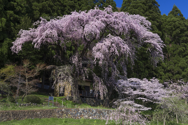 大日向観音堂のしだれ桜
(c)YOSHITSUGU NISHIGAKI/SEBUN PHOTO