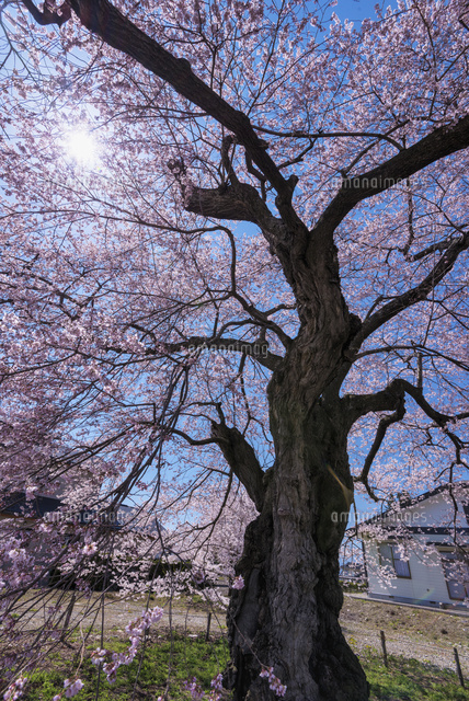 高根町曽根田の一本桜
(c)YOSHITSUGU NISHIGAKI/SEBUN PHOTO