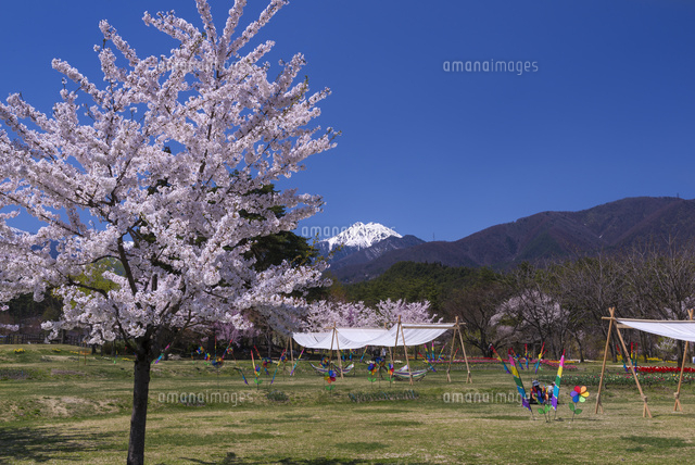 サクラ咲く国営アルプスあづみの公園と北アルプス
(c)YOSHITSUGU NISHIGAKI/SEBUN PHOTO