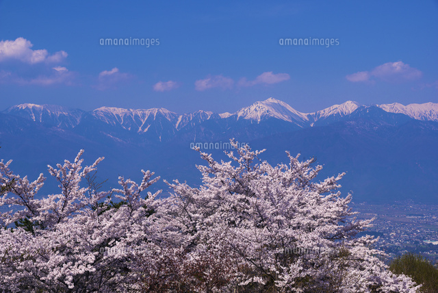 サクラ咲く長峰山より北アルプス
(c)YOSHITSUGU NISHIGAKI/SEBUN PHOTO