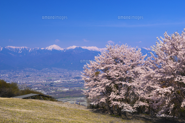 サクラ咲く長峰山より北アルプス
(c)YOSHITSUGU NISHIGAKI/SEBUN PHOTO