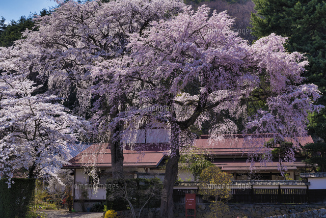 光輪寺の桜
(c)YOSHITSUGU NISHIGAKI/SEBUN PHOTO