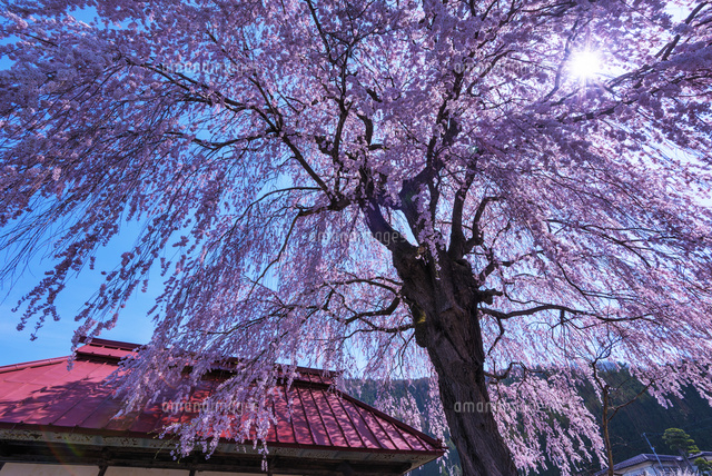 中塩のしだれ桜
(c)YOSHITSUGU NISHIGAKI/SEBUN PHOTO
