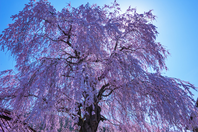 中塩のしだれ桜
(c)YOSHITSUGU NISHIGAKI/SEBUN PHOTO