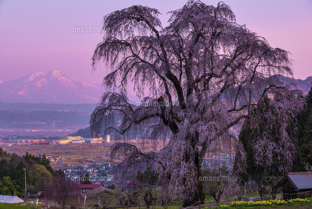 朝の水中のしだれ桜と妙高山
(c)YOSHITSUGU NISHIGAKI/SEBUN PHOTO