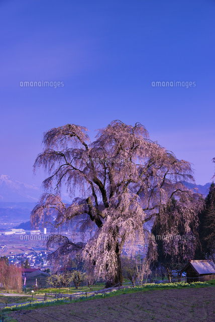 朝の水中のしだれ桜
(c)YOSHITSUGU NISHIGAKI/SEBUN PHOTO