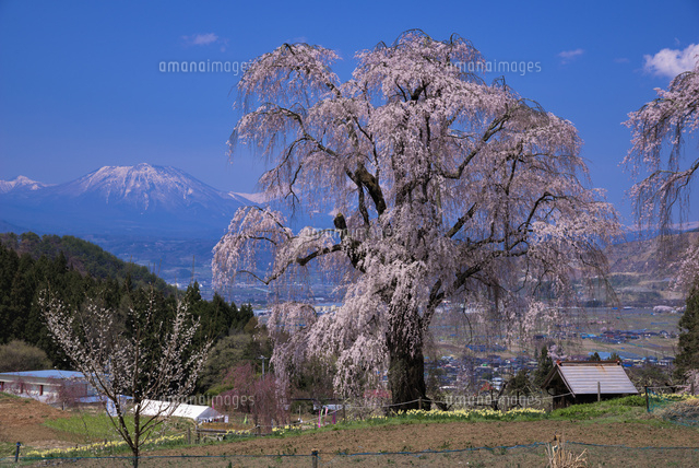 水中のしだれ桜と妙高山
(c)YOSHITSUGU NISHIGAKI/SEBUN PHOTO