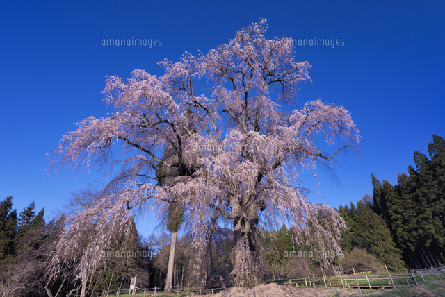 水中のしだれ桜
(c)YOSHITSUGU NISHIGAKI/SEBUN PHOTO