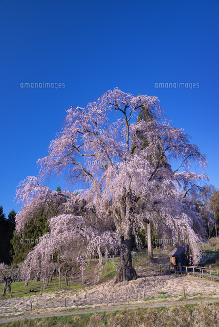 水中のしだれ桜
(c)YOSHITSUGU NISHIGAKI/SEBUN PHOTO