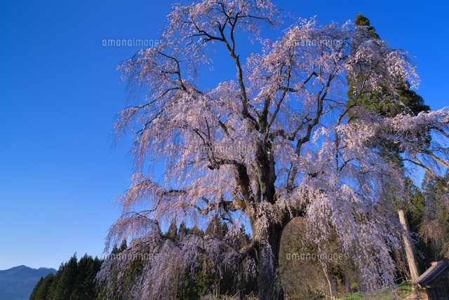 水中のしだれ桜
(c)YOSHITSUGU NISHIGAKI/SEBUN PHOTO