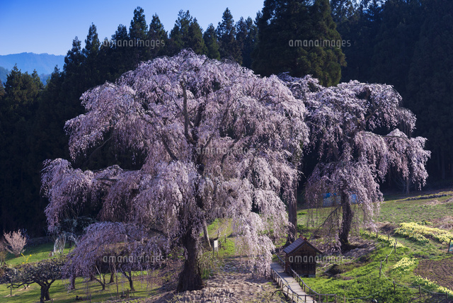 水中のしだれ桜
(c)YOSHITSUGU NISHIGAKI/SEBUN PHOTO