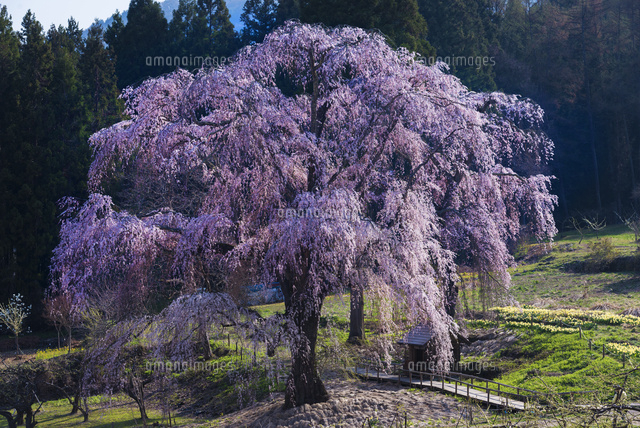 水中のしだれ桜
(c)YOSHITSUGU NISHIGAKI/SEBUN PHOTO