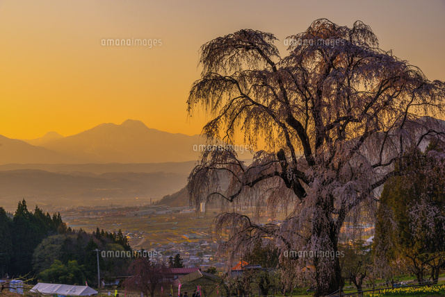 水中のしだれ桜と妙高山夕景
(c)YOSHITSUGU NISHIGAKI/SEBUN PHOTO