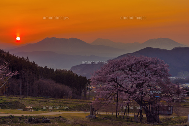 黒部のエドヒガンと夕日
(c)YOSHITSUGU NISHIGAKI/SEBUN PHOTO