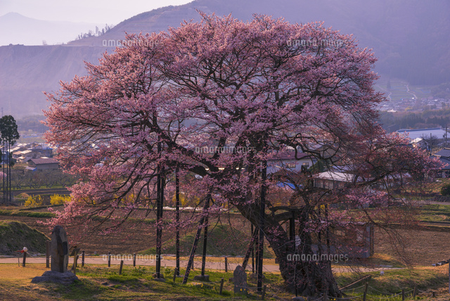 黒部のエドヒガンと夕景
(c)YOSHITSUGU NISHIGAKI/SEBUN PHOTO