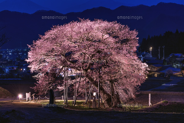 黒部のエドヒガンと夜景
(c)YOSHITSUGU NISHIGAKI/SEBUN PHOTO