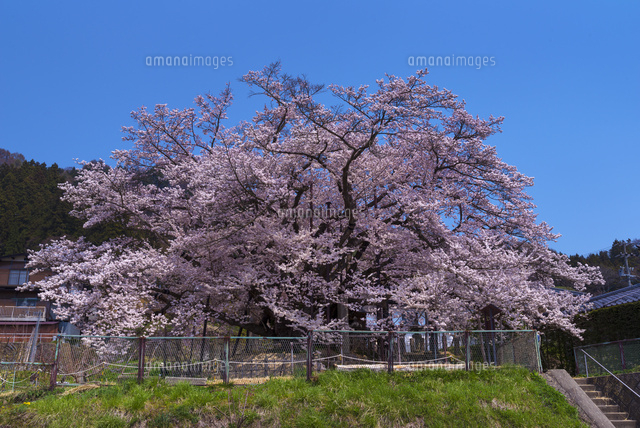 素桜神社の神代桜
(c)YOSHITSUGU NISHIGAKI/SEBUN PHOTO