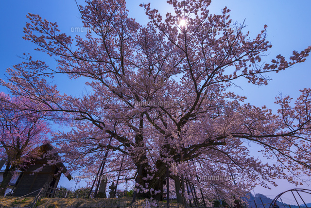 素桜神社の神代桜
(c)YOSHITSUGU NISHIGAKI/SEBUN PHOTO