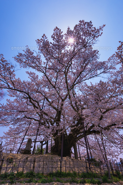 素桜神社の神代桜
(c)YOSHITSUGU NISHIGAKI/SEBUN PHOTO