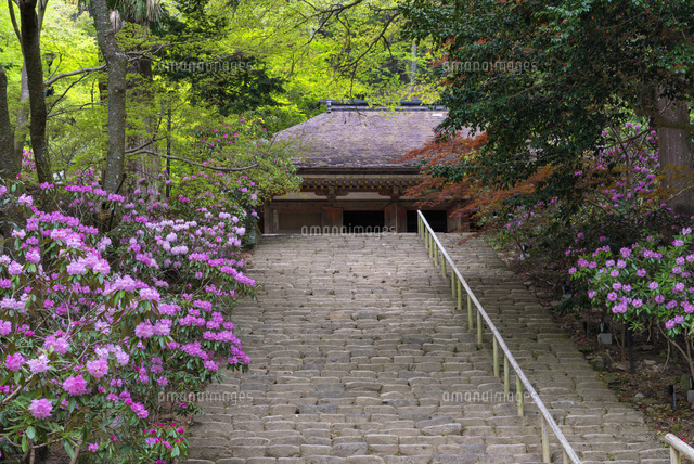 シャクナゲ咲く室生寺と金堂
(c)YOSHITSUGU NISHIGAKI/SEBUN PHOTO