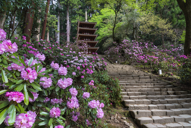 シャクナゲ咲く室生寺と五重塔
(c)YOSHITSUGU NISHIGAKI/SEBUN PHOTO