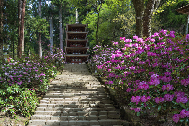 シャクナゲ咲く室生寺と五重塔
(c)YOSHITSUGU NISHIGAKI/SEBUN PHOTO