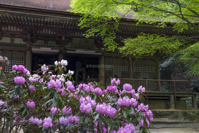 シャクナゲ咲く室生寺
(c)YOSHITSUGU NISHIGAKI/SEBUN PHOTO