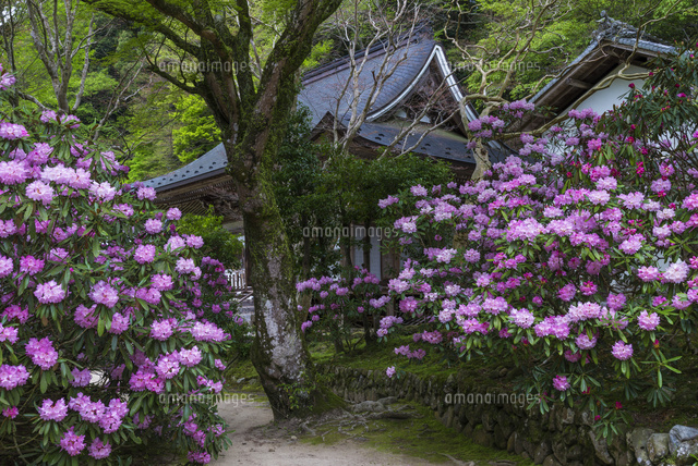 シャクナゲ咲く室生寺
(c)YOSHITSUGU NISHIGAKI/SEBUN PHOTO