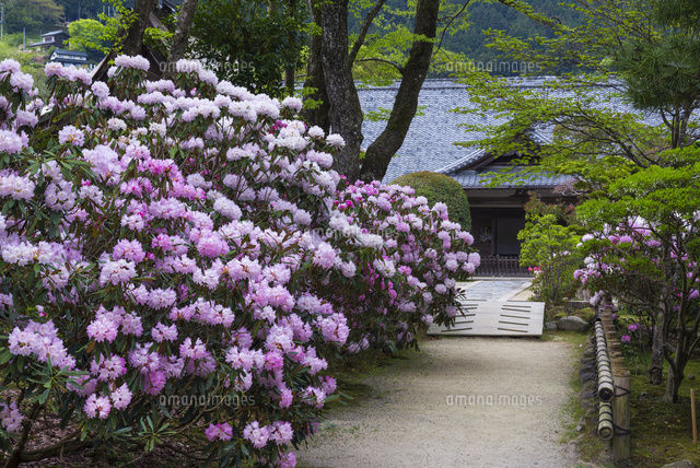 シャクナゲ咲く室生寺
(c)YOSHITSUGU NISHIGAKI/SEBUN PHOTO