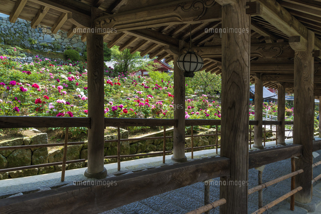 ボタン咲く長谷寺
(c)YOSHITSUGU NISHIGAKI/SEBUN PHOTO