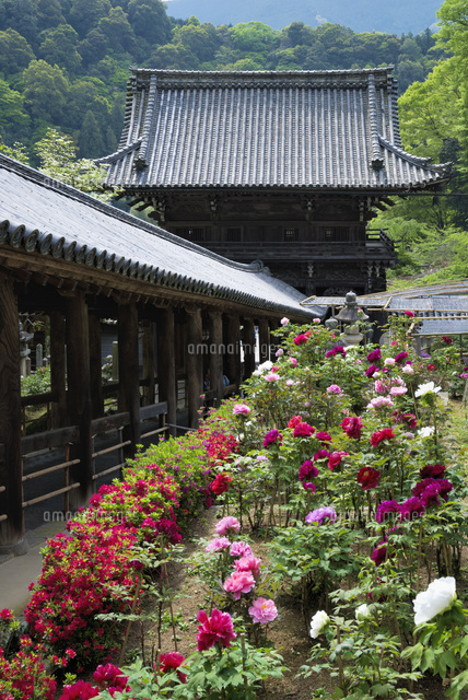 ボタン咲く長谷寺
(c)YOSHITSUGU NISHIGAKI/SEBUN PHOTO