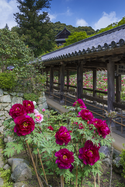ボタン咲く長谷寺
(c)YOSHITSUGU NISHIGAKI/SEBUN PHOTO