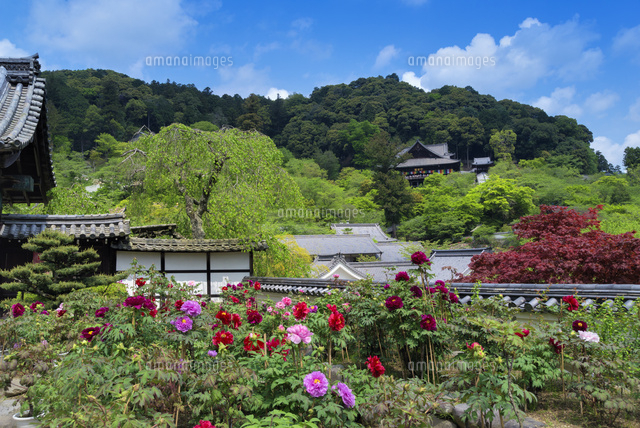 ボタン咲く長谷寺
(c)YOSHITSUGU NISHIGAKI/SEBUN PHOTO