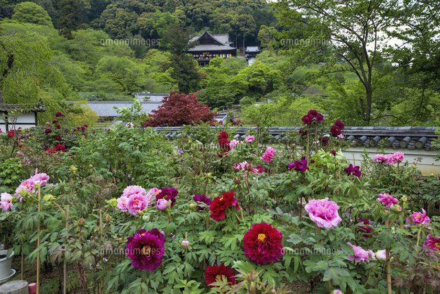 ボタン咲く長谷寺
(c)YOSHITSUGU NISHIGAKI/SEBUN PHOTO
