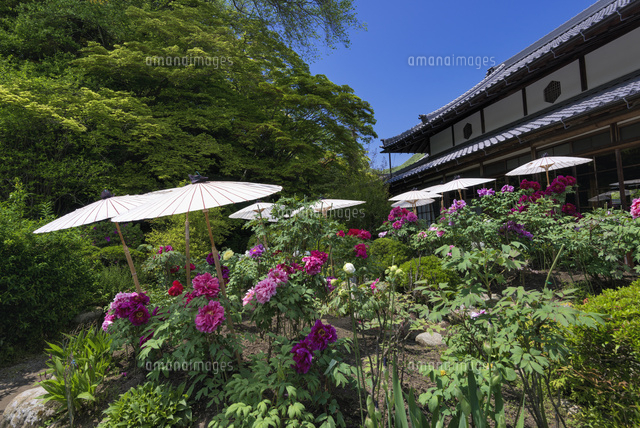 ボタン咲く当麻寺
(c)YOSHITSUGU NISHIGAKI/SEBUN PHOTO