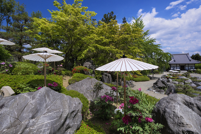 ボタン咲く当麻寺
(c)YOSHITSUGU NISHIGAKI/SEBUN PHOTO