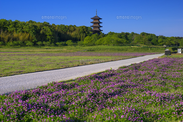 レンゲ畑と備中国分寺
(c)YOSHITSUGU NISHIGAKI/SEBUN PHOTO