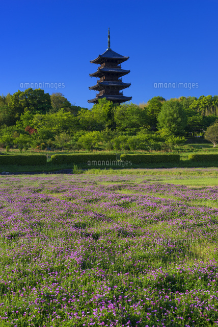 レンゲ畑と備中国分寺の夕景
(c)YOSHITSUGU NISHIGAKI/SEBUN PHOTO