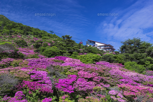 ミヤマキリシマ咲く仁田峠
(c)YOSHITSUGU NISHIGAKI/SEBUN PHOTO
