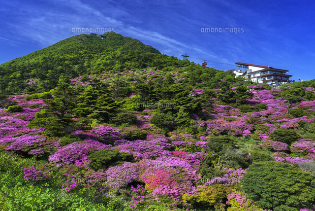ミヤマキリシマ咲く仁田峠
(c)YOSHITSUGU NISHIGAKI/SEBUN PHOTO