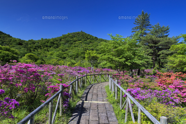 ミヤマキリシマ咲く池の原
(c)YOSHITSUGU NISHIGAKI/SEBUN PHOTO
