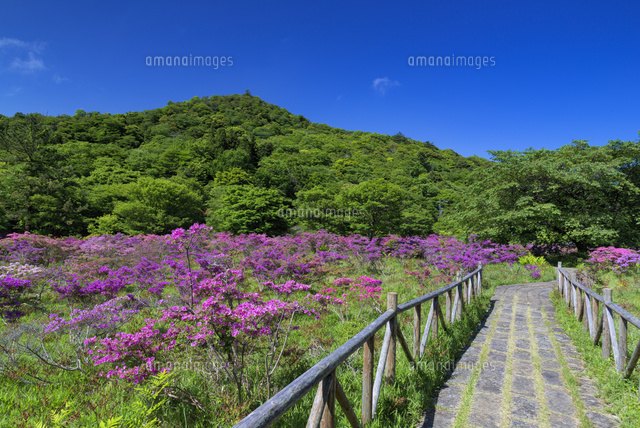 ミヤマキリシマ咲く池の原
(c)YOSHITSUGU NISHIGAKI/SEBUN PHOTO