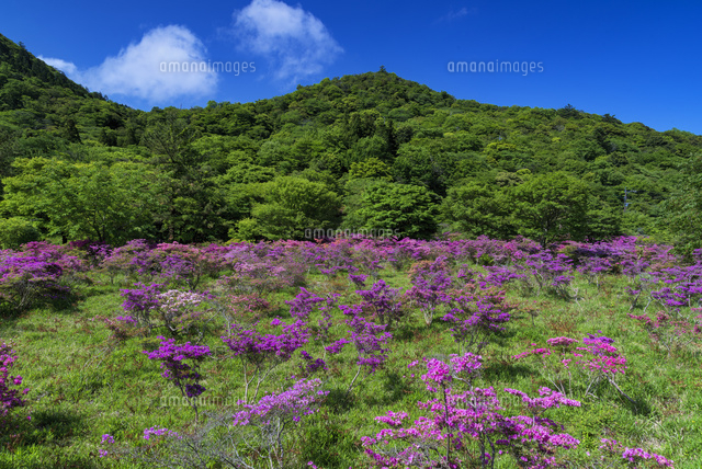 ミヤマキリシマ咲く池の原
(c)YOSHITSUGU NISHIGAKI/SEBUN PHOTO