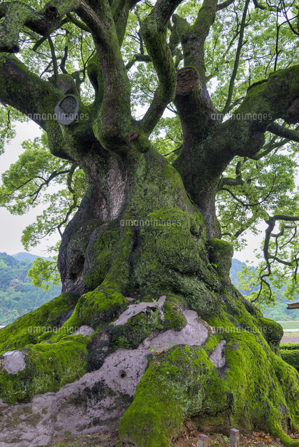川古の大楠
(c)YOSHITSUGU NISHIGAKI/SEBUN PHOTO